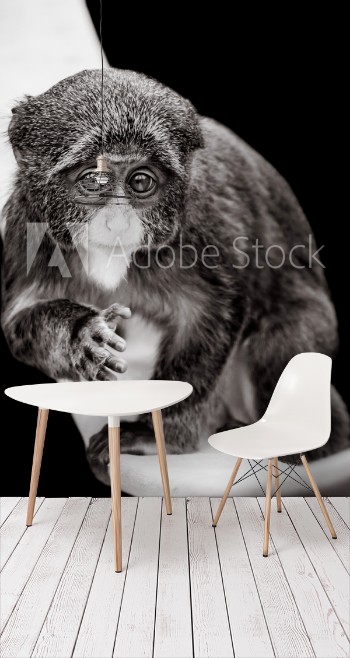 Picture of Baby De Brazzas Monkey VII